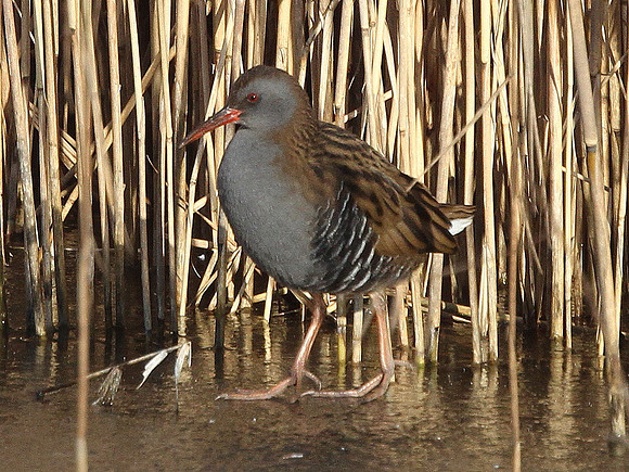 Water Rail - Cardiff Wales