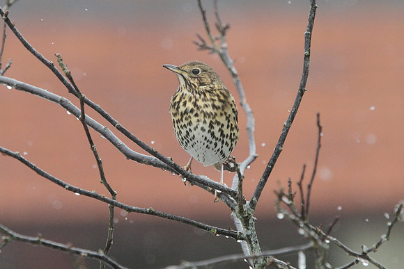 Song Thrush - Wales