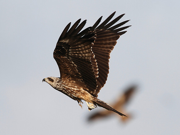 Black Kite - Gigrin Farm - mid Wales