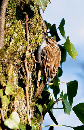 Treecreeper - Nelson - Wales
