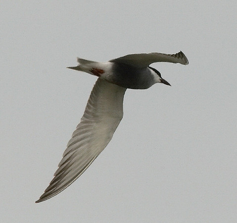 Whiskered Tern - Kenfig - Wales