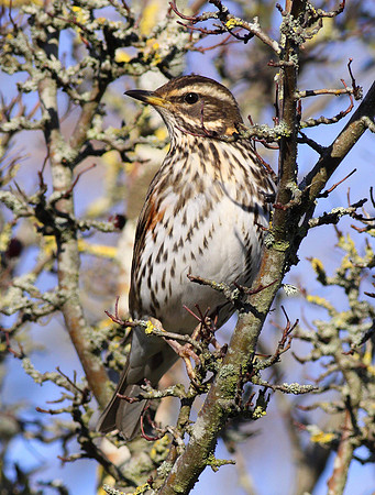 Redwing - Cosmeston - Wales