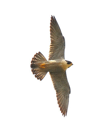Peregrine - Wales