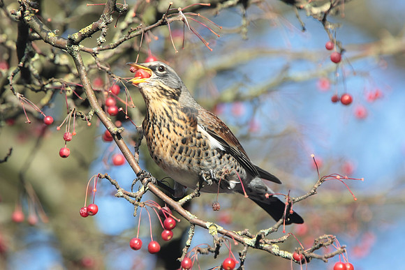 Fieldfare - Cardiff - Wales