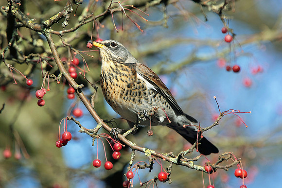 Fieldfare - Cardiff - Wales