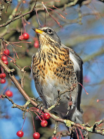 Fieldfare - Cardiff - Wales