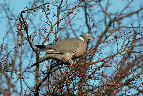 Wood Pigeon - Cardiff - Wales