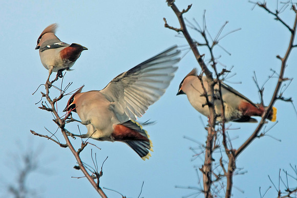 Waxwing - Cardiff - Wales