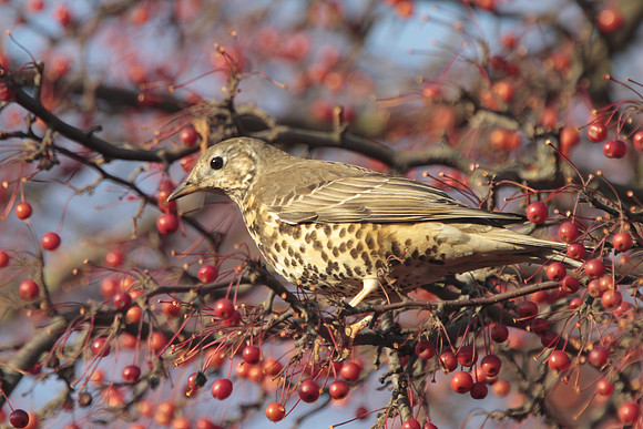 Mistle Thrush - Cardiff - Wales