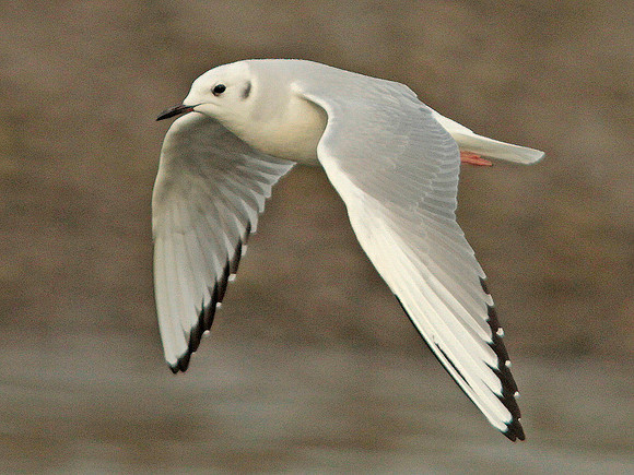 Bonaparte's Gull - Ogmore - Wales