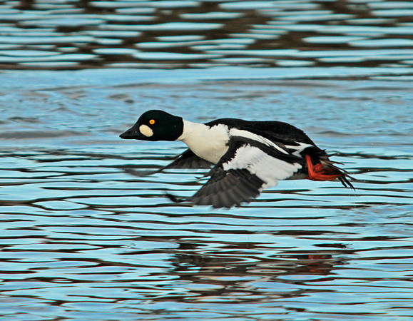 Goldeneye - Ogmore - Wales
