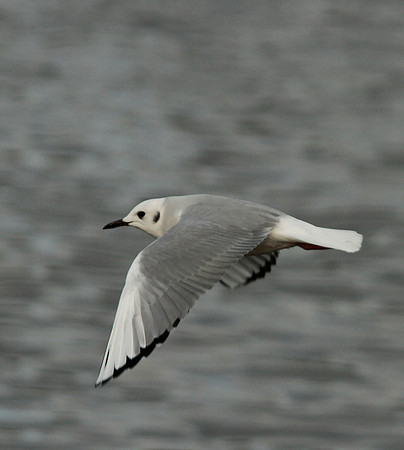 Bonaparte's Gull - Ogmore - Wales
