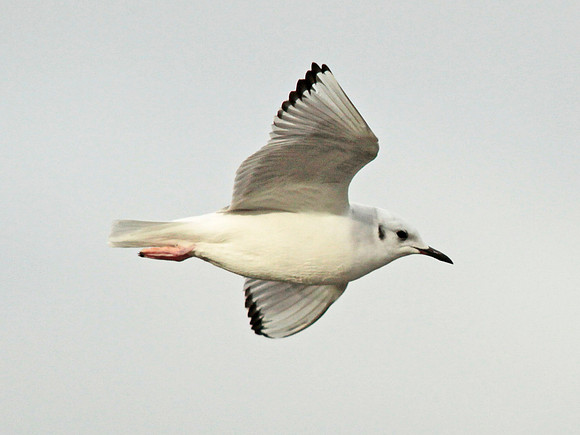 Bonaparte's Gull - Ogmore - Wales