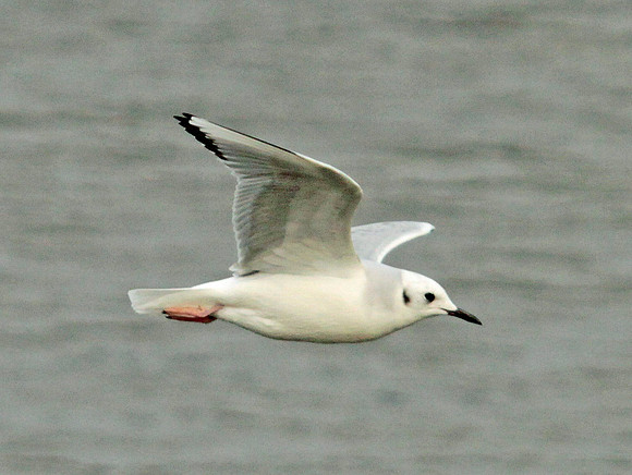 Bonaparte's Gull - Ogmore - Wales