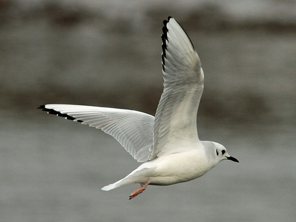Bonaparte's Gull - Ogmore - Wales