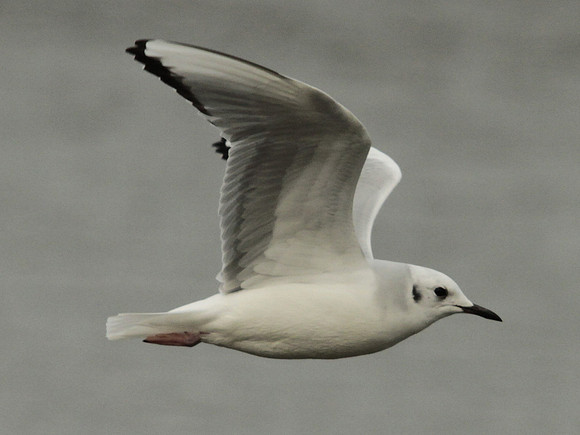 Bonaparte's Gull - Ogmore - Wales