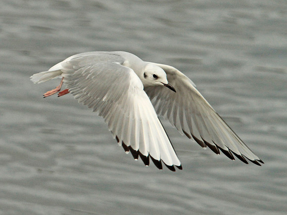 Bonaparte's Gull - Ogmore - Wales