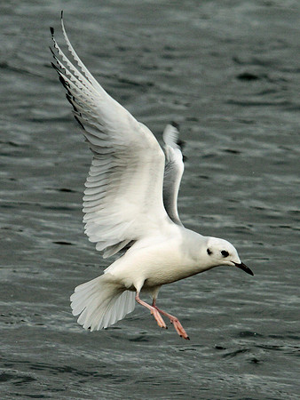 Bonaparte's Gull - Ogmore - Wales