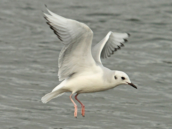 Bonaparte's Gull - Ogmore - Wales