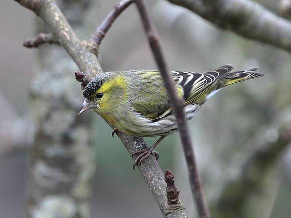 Siskin - Wales