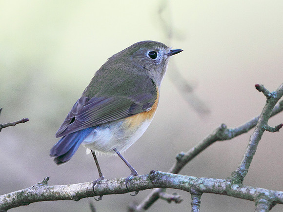 Red flanked Bluetail - Marshfield - Gloucestershire
