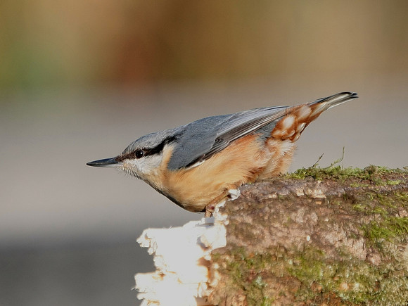 Nuthatch [European] - Nelson - Wales