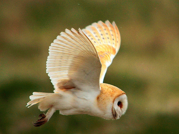 Barn Owl - Avon - England