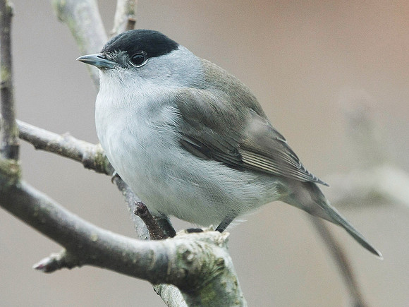 Blackcap - Wales