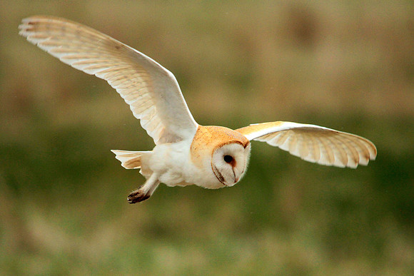 Barn Owl - Avon - England
