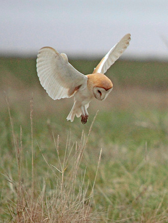 Barn Owl - Avon - England