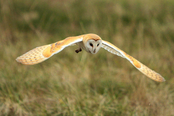 Barn Owl - Avon - England