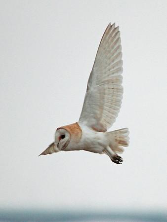 Barn Owl - Avon - England