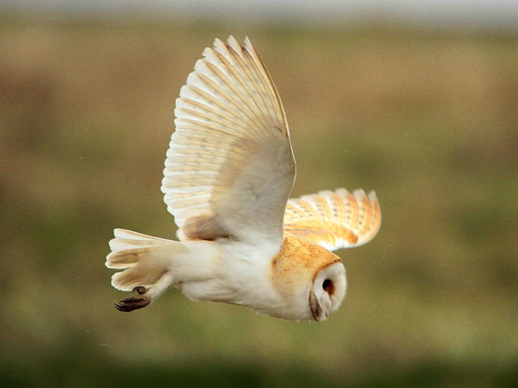 Barn Owl - Avon - England
