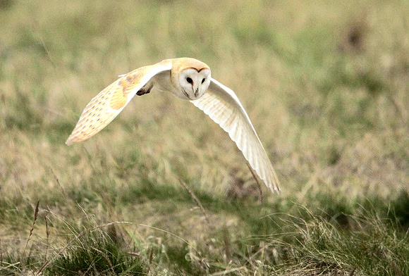 Barn Owl - Avon - England