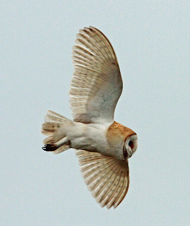 Barn Owl - Avon - England