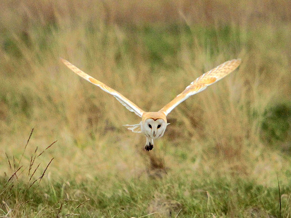Barn Owl - Avon - England