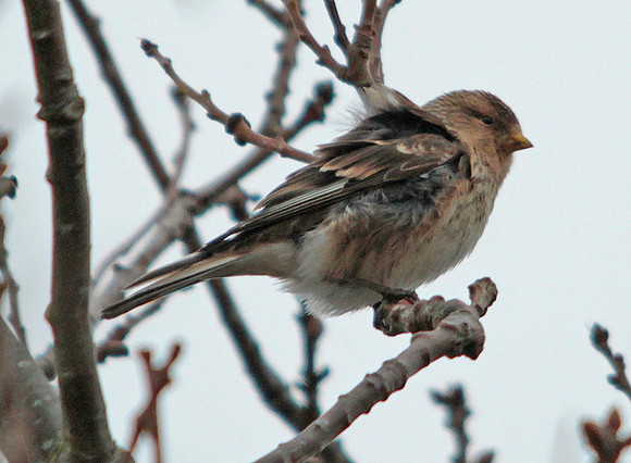 Twite - Avon - England