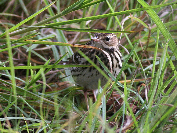 Pechora Pipit - Pembs.- WALES