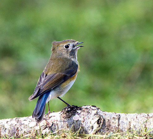 Red flanked Bluetail - Marshfield - Gloucestershire