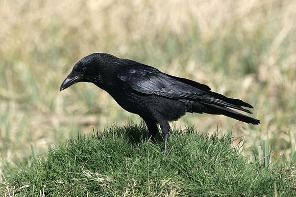 Carrion Crow - Cardiff - Wales