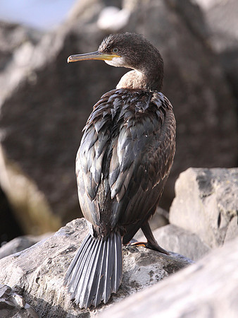Shag - Port Talbot - Wales