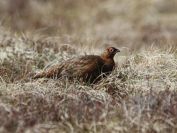 Red Grouse - Scotland