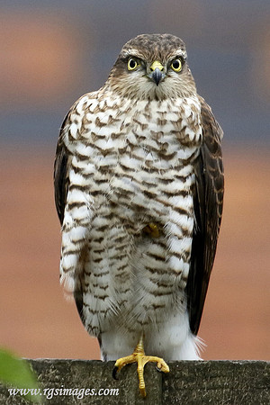 Sparrowhawk female