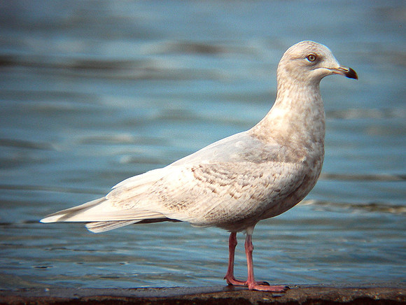 Iceland Gull - Barry - Wales