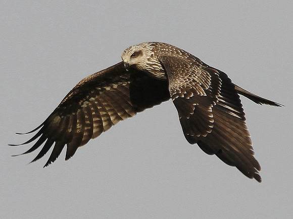 Black Kite - Gigrin - Wales