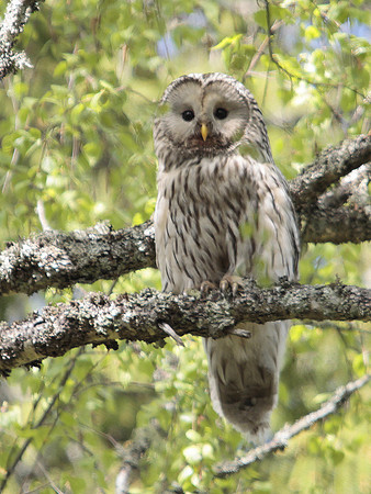Ural Owl - Sweden