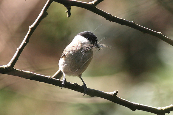 Marsh Tit nestbuilding - Wales