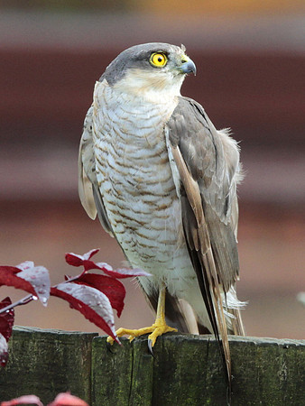 Male Sparrowhawk - Beddau - Wales