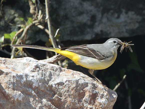 Grey Wagtail - Llantrisant - Wales