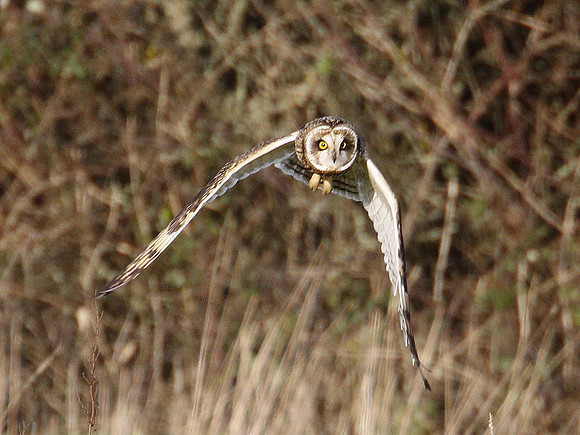 Short-eared Owl